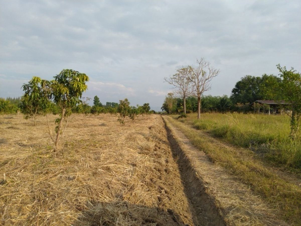 รูป ขายที่ดินพร้อมสวนมะม่วง ราคาสุดคุ้ม วังสมบูรณ์ สระแก้ว - รูปที่ 5/9