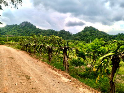 ที่ดิน ปากช่อง โคราช : ขายที่สวนผลไม้คลองม่วง ปากช่อง นครราชสีมา ที่สวนมะม่วง ทุเรียน 29 ไร่ ขายถูกไร่ 1.7 ล วิวเขาสวยมาก โฉนดครุฑแดง เก็บผลผลิตตัดขายทุกปี 087-9074045