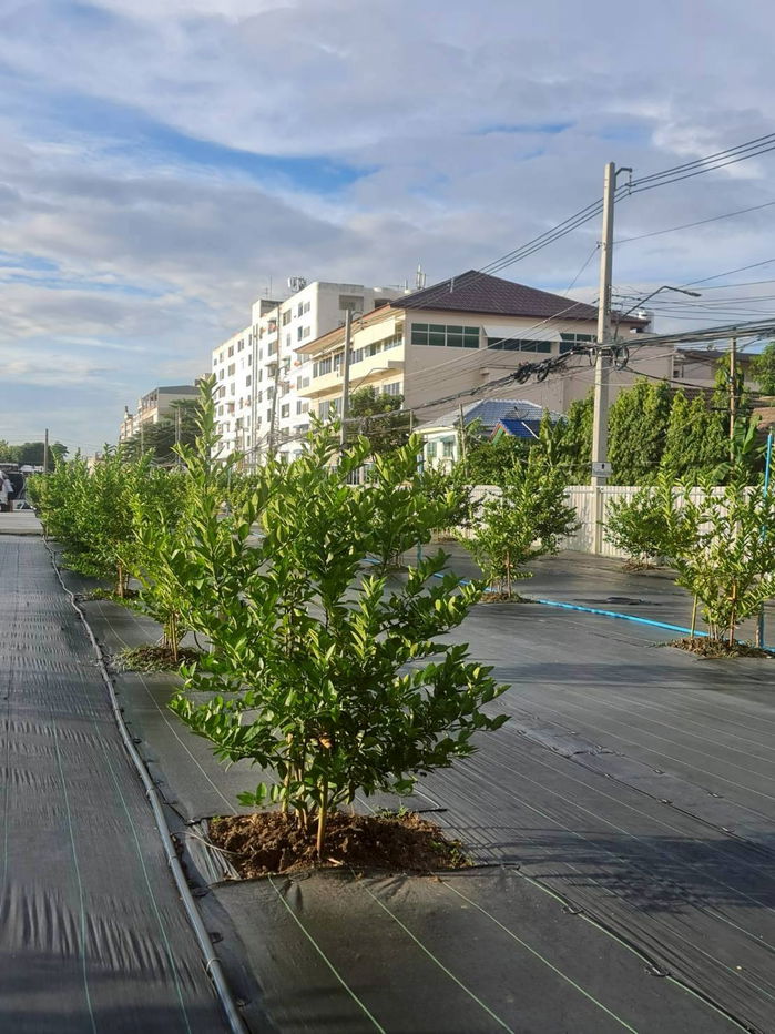 picture For sale Land in Soi 8 Rangsit-Pathum Thani, 5 rai, suitable for a housing project or commercial ID: @951qfbfi - 4/12