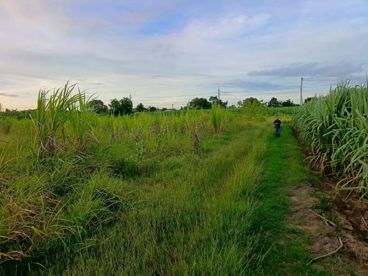 รูป ขาย ที่ดินเปล่า 6 ไร่ ถมแล้ว ใกล้ถนนแสงชูโต ในซอยข้างๆร้านของฝากแม่บัวคำ  วังศาลา ท่าม่วง กาญจนบุรี - รูปที่ 8/12