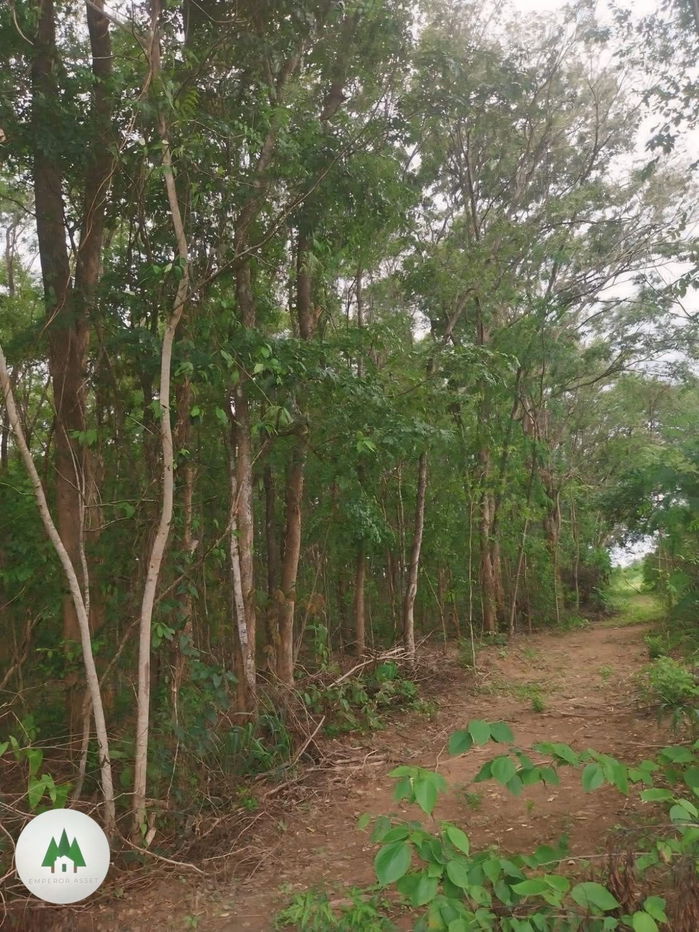 รูป ขายที่ดิน พร้อมไม้ประดู่ เนื้อที่ 27 ไร่ ราคาไร่ละ 270,000 บาท ต.ท่าเคย อ.สวนผึ้ง จ.ราชบุรี - รูปที่ 4/9