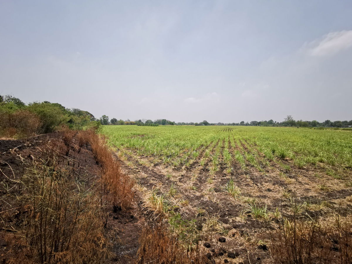 รูป ขายที่ดินสวย แปลงใหญ่ครุฑแดง ติดถนนหน้ากว้าง อ.โคกสำโรง จ.ลพบุรี 280ไร่ สาธารณูปโภคพร้อม สื่อสารถึง ใกล้ชุมชม คมนาคมสะดวก ติดแหล่งน้ำ - รูปที่ 8/11