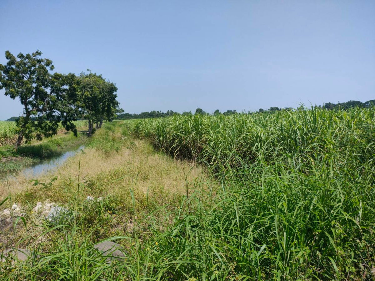 รูป ขายที่ดินสวย แปลงใหญ่ครุฑแดง ติดถนนหน้ากว้าง อ.โคกสำโรง จ.ลพบุรี 280ไร่ สาธารณูปโภคพร้อม สื่อสารถึง ใกล้ชุมชม คมนาคมสะดวก ติดแหล่งน้ำ - รูปที่ 9/11