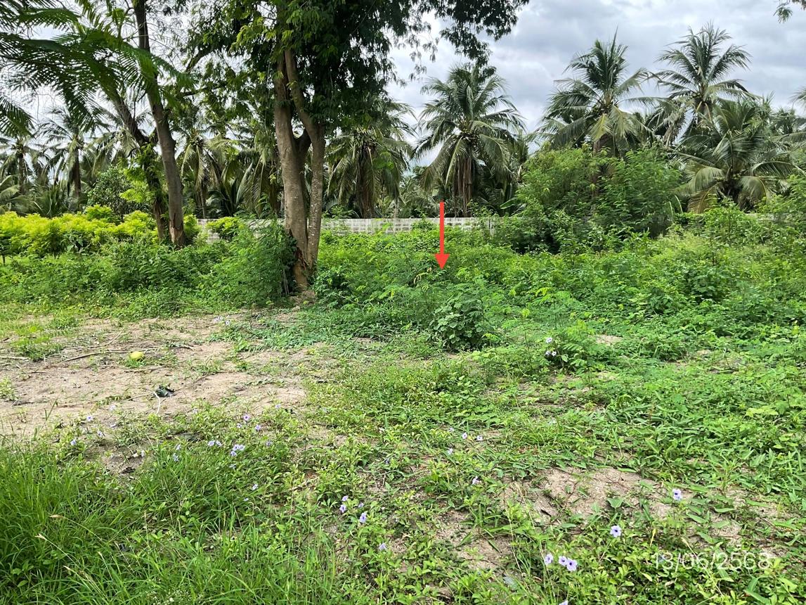 picture LAND for sale Nakhon Chai Sri Nakhon Chai Sri Nakhon Pathom - 15/24