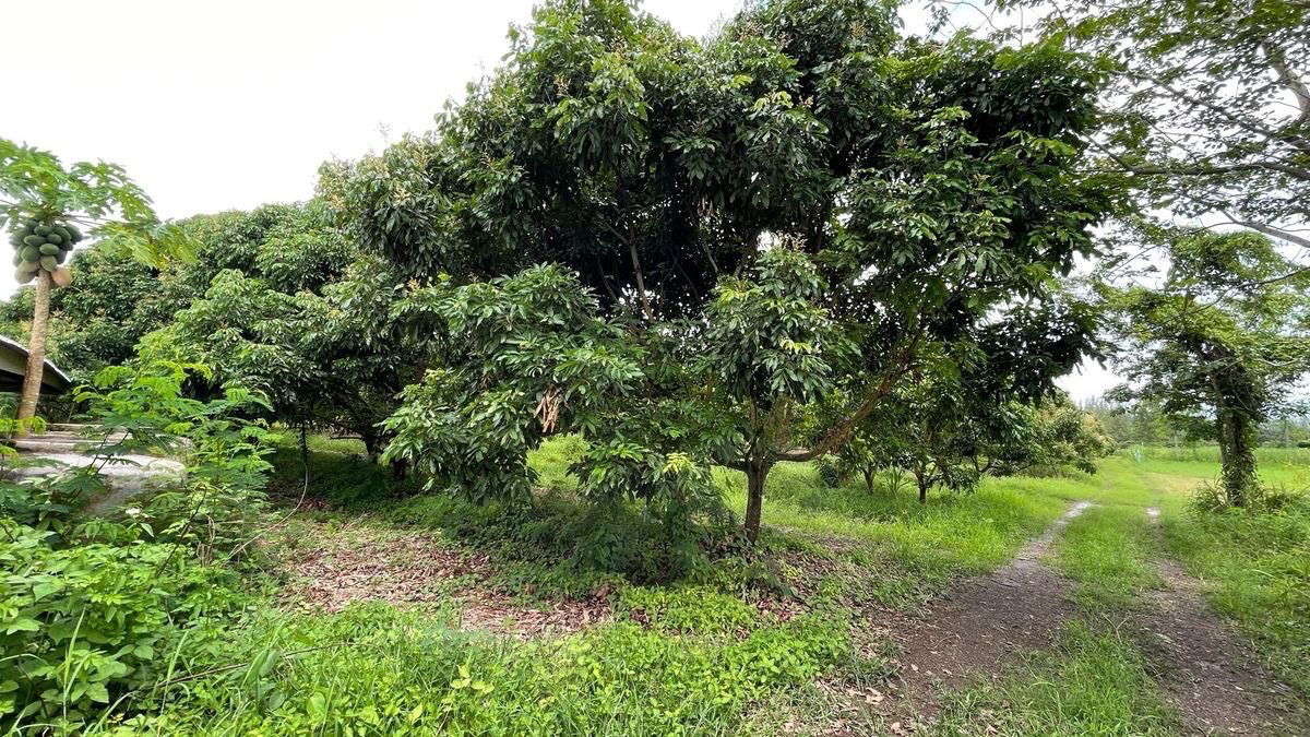 รูป ขายด่วน! สวนลำใยพร้อมเก็บเกี่ยว 7 ไร่ หลังที่ว่าการอำเภอวังสมบูรณ์ จ.สระแก้ว - รูปที่ 4/8