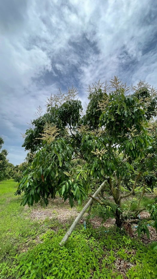 รูป ขายด่วน! สวนลำใยพร้อมเก็บเกี่ยว 7 ไร่ หลังที่ว่าการอำเภอวังสมบูรณ์ จ.สระแก้ว - รูปที่ 2/8
