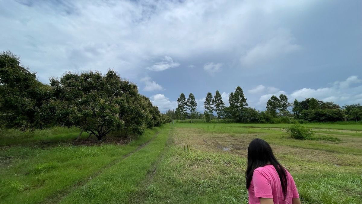 รูป ขายด่วน! สวนลำใยพร้อมเก็บเกี่ยว 7 ไร่ หลังที่ว่าการอำเภอวังสมบูรณ์ จ.สระแก้ว - รูปที่ 3/8