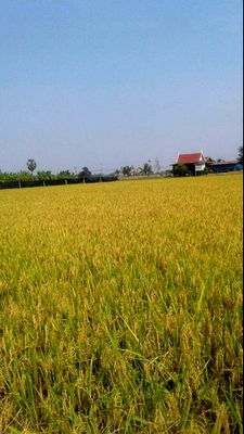 ที่ดิน ลาดบัวหลวง พระนครศรีอยุธยา : Land for sale  in Ayudhaya, Ladbualung