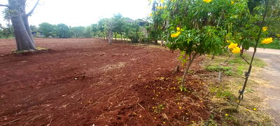 ที่ดิน ปากช่อง โคราช : ขายที่ดินเขาใหญ่ 3-6 ไร่ ตำบล หมูสี ปากช่อง ที่ดินติดถนน แปลงสวย