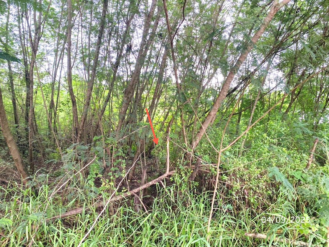 รูป ที่ดินว่างเปล่า สำหรับขาย กฤษดา ซิตี้ กอล์ฟ ฮิลล์ โครงการ 26 นครชัยศรี นครชัยศรี นครปฐม - รูปที่ 10/14