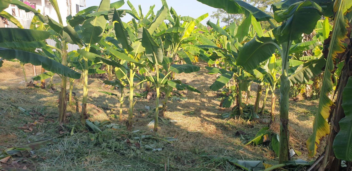 รูป ขายที่ดินแปลงสวย ทำเลทองบนถนนสมโภชเชียงใหม่ ติดทางลอดศาลากลาง จ.เชียงใหม่ - รูปที่ 4/4