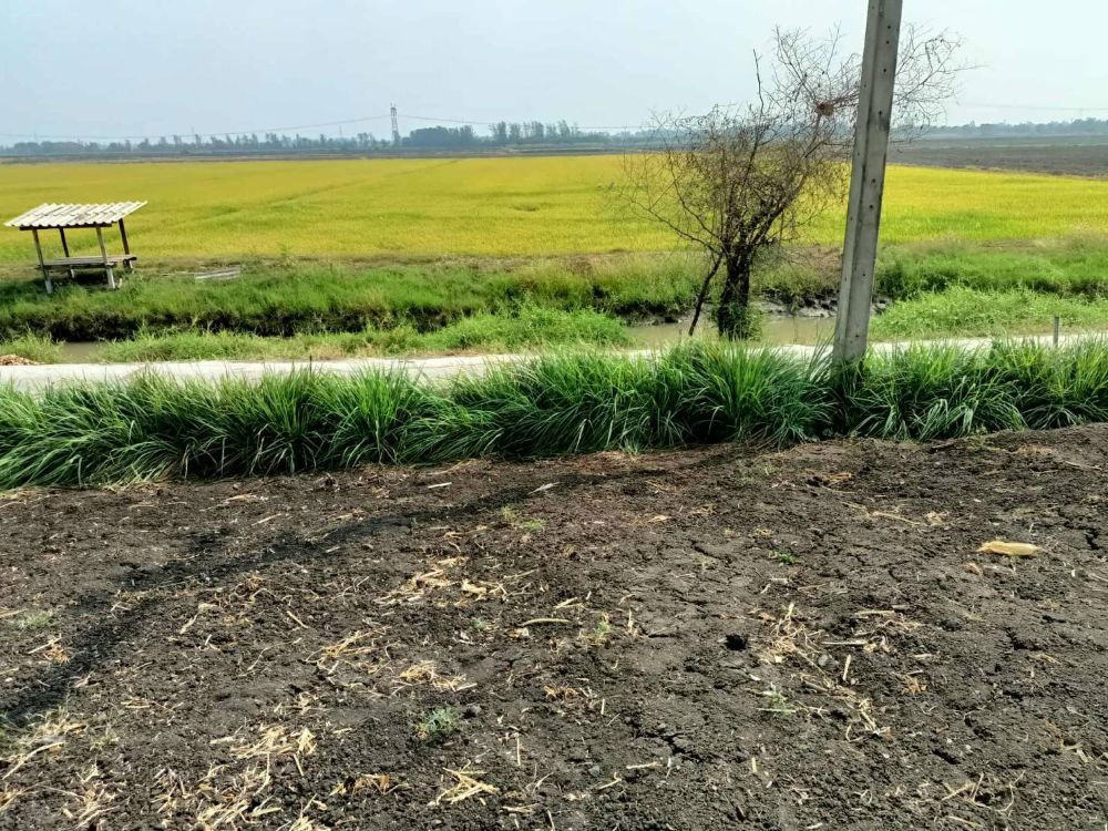 รูป ขายที่ดินสวยถมแล้ว 209 ตรว. พร้อมโฉนด ทำเลดี เดินทางสะดวก บ้านท้ายลาด ลพบุรี ( เจ้าของขายเอง ) - รูปที่ 7/11