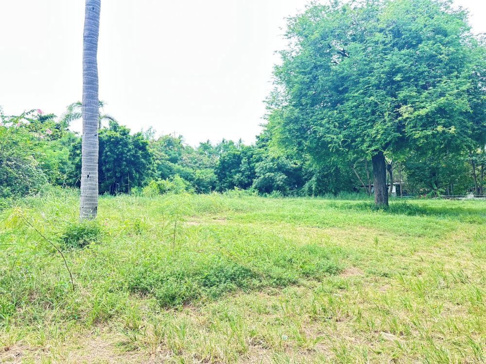 รูป ขายที่ดินริมชายหาด เกาะสมุย 5ไร่ 1 งาน 60.20 ตร.ว. ไร่ละ 30 ล้านบาท ใกล้สนามบินเกาะสมุย บ่อผุด  - รูปที่ 4/6