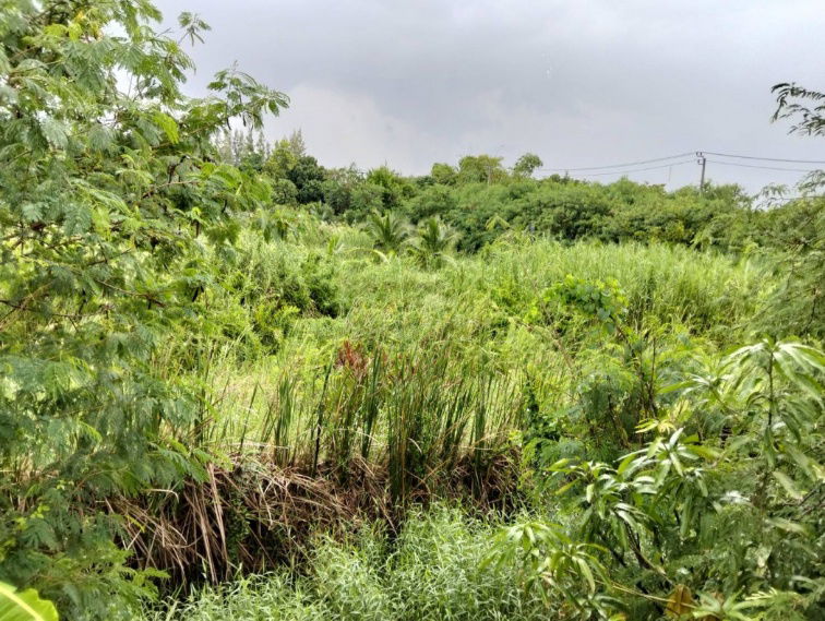 รูป ขาย ที่ดินเปล่า ถนนเพชรหึงษ์ 57 ขนาด 1-2-10 ไร่ เหมาทำร้านค้าและที่อยู่อาศัย - รูปที่ 10/10