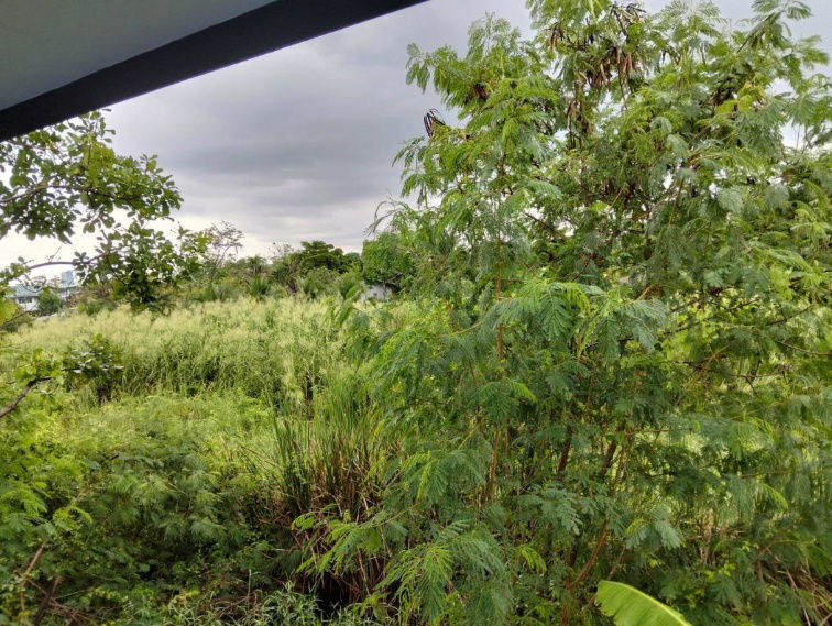 รูป ขาย ที่ดินเปล่า ถนนเพชรหึงษ์ 57 ขนาด 1-2-10 ไร่ เหมาทำร้านค้าและที่อยู่อาศัย - รูปที่ 9/10