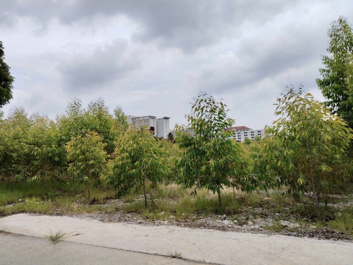 รูป ขายที่ดินผังสีม่วง ถนนพหลโยธิน นวนคร พื้นที่ 110-3-35 ไร่ ต.คลองหนึ่ง อ.คลองหลวง จ.ปทุมธานี - รูปที่ 14/24