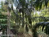 listing thumbnail image 15