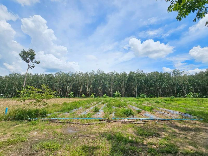 picture Land for sale, can be paid in installments, area 200 sq m., Bang But Subdistrict, Ban Khai District, price 590,000 baht - 2/7