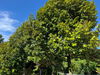 listing thumbnail image 16
