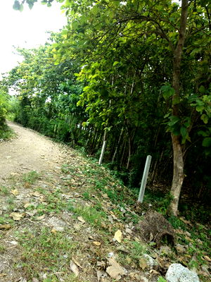 ที่ดิน เทสโก้โลตัส ลพบุรี : ขายที่ดินที่ลพบุรีพร้อมตันสักปลูกมา 22 ปี