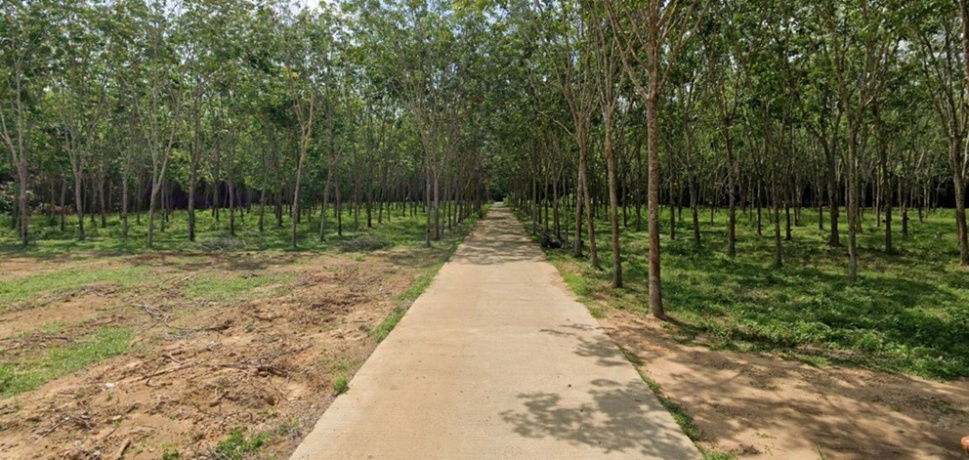 รูป ขายที่ดินสวยติดถนนคอนกรีต พังลา สะเดา ใกล้ศรีตรังฯ เพียง 850 ม. - รูปที่ 3/3
