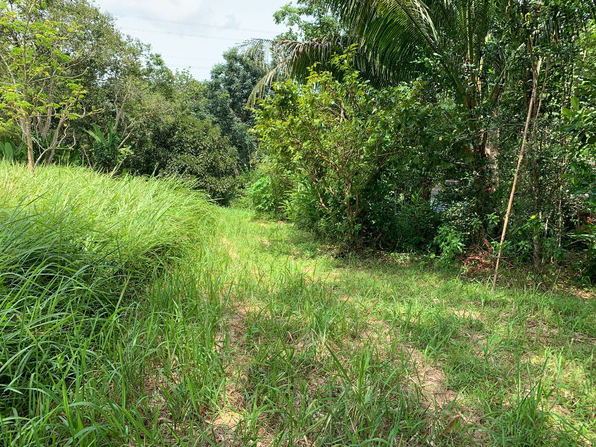 picture 7 Rai flat land, ready to be built and transfer - 16/19