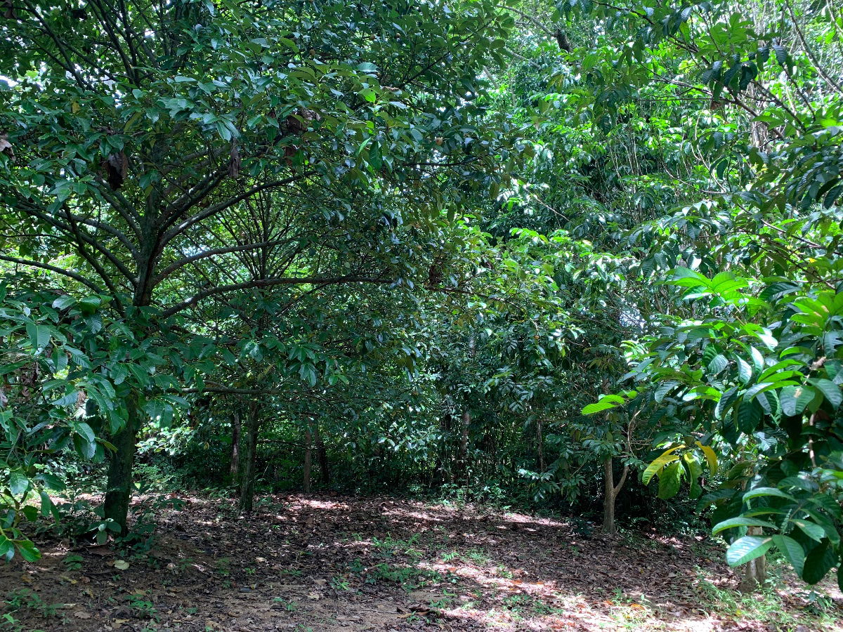 รูป 7 Rai Land for sale near Phuket airport  - รูปที่ 13/19