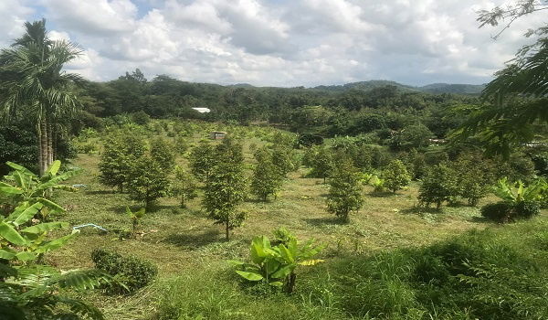 รูป ขายถูกด่วน ,,,สวนทุเรียน 5 ไร่ ราคา 1ไร่ /749,000 บาท มีบ่อน้ำ ทุเรียนเกือบ 200 ต้น อ.โป่งน้ำร้อน ต.ทับไทร จ.จันทบุรี - รูปที่ 4/12