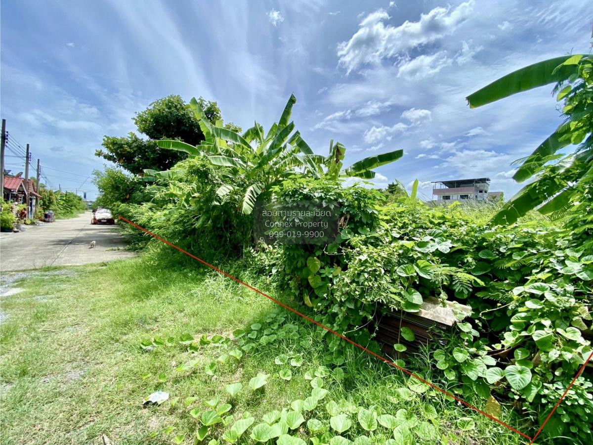 picture For Sale Land , Than Thong Village 2 , Bang Rak Phatthana , Bang Bua Thong , Nonthaburi , CX-88096 ✅ Live chat with us ADD LINE @connexproperty ✅ - 2/3