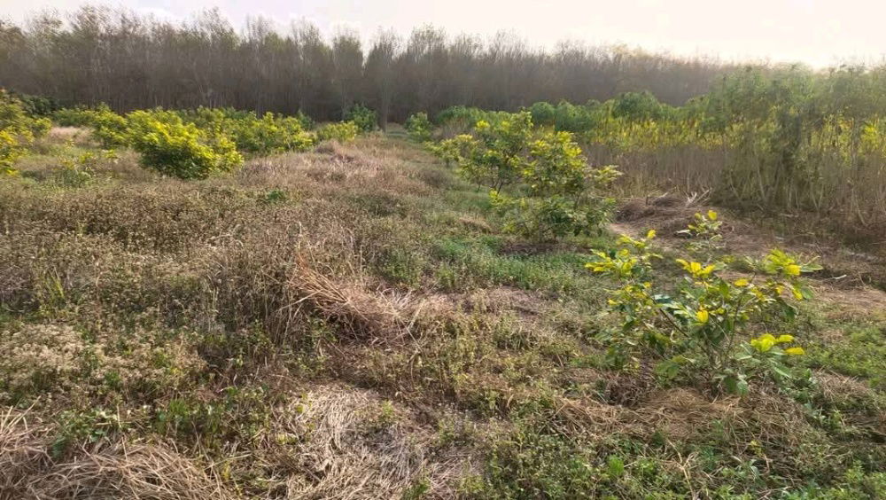 รูป ขายที่ดิน 8 ไร่ 300 ตารางวา ต.ภูหอ อ.ภูหลวง มีโฉนดครุฑแดง ขายไร่ละ 170,000 บาท - รูปที่ 6/10