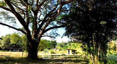 Land for sale San Sai Chiang Mai : 26,016 m² Land for Sale in Nong Yaeng (ID 2367183)