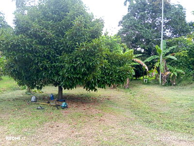 Land for rent Ko Phangan Surat Thani : Leashold on a land and 4 new houses