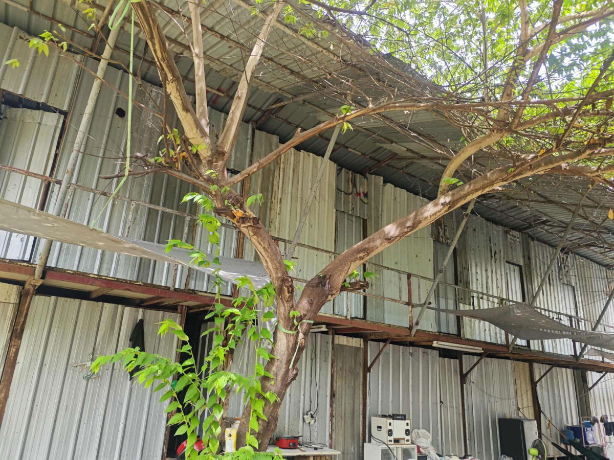 รูป ให้เช่าที่ดินราคาถูกสมุทรปราการ 0981517463 - รูปที่ 4/8