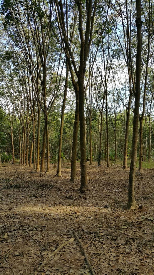 picture Rubber Plantation (9-2-38 Rai) + 3-Bedroom House, just 3 km from Suan Son Beach - 2/7