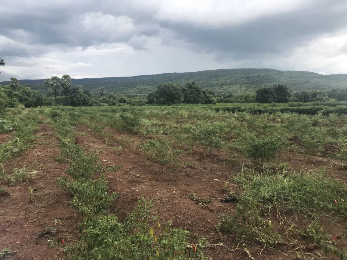 รูป ขายที่ดินโฉนด ติดถนนสุรนารายณ์ ขาเข้า อ.โคกสำโคกสำโรง จ.ลพบุรี ที่ดินอยู่ฝั่งตรงข้ามวัดเขาจรเข้ - รูปที่ 2/3