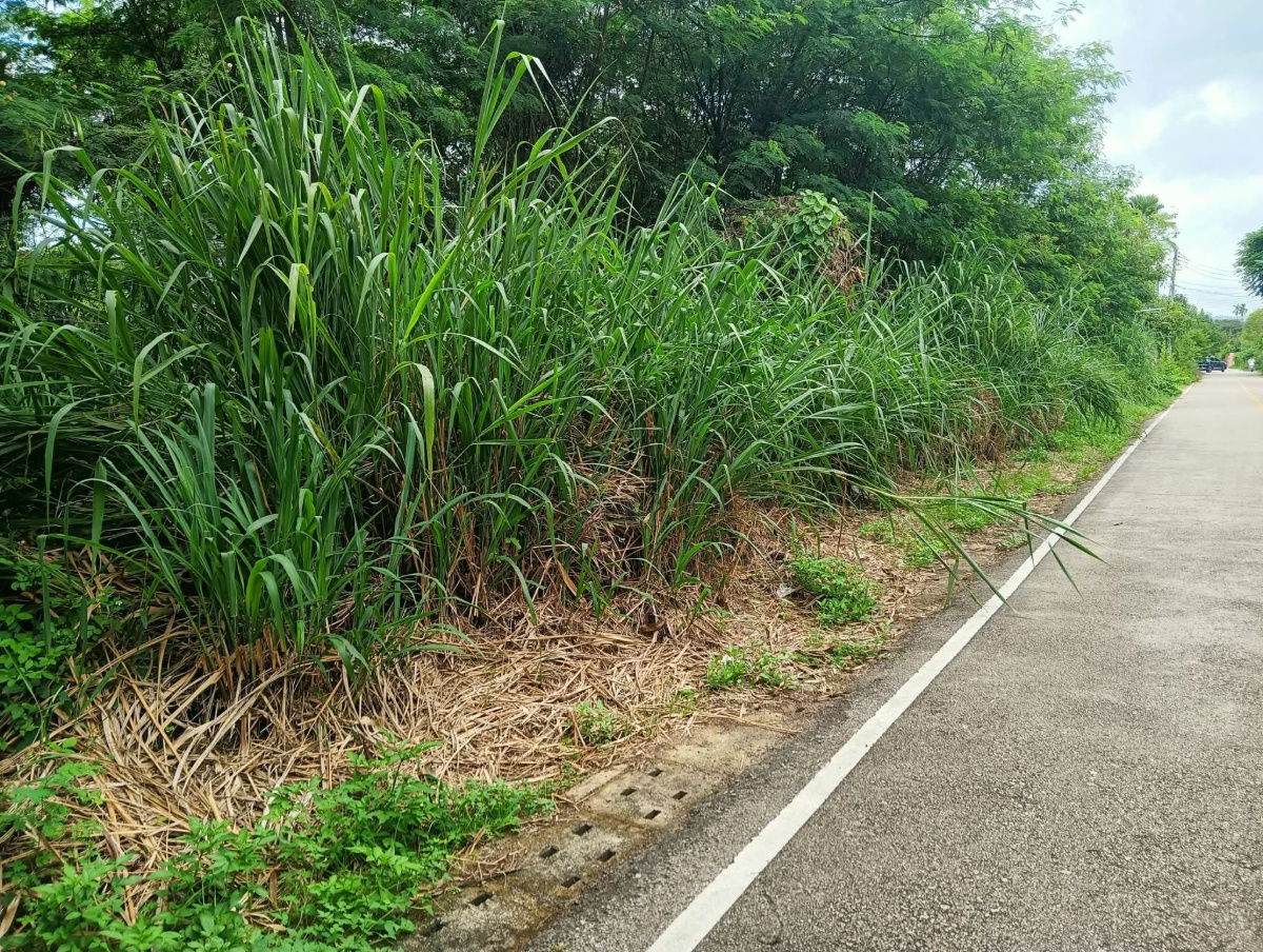 รูป ขายที่ดินตำบลแม่เหียะติดถนนคอนกรีตพร้อมโอน - รูปที่ 4/5