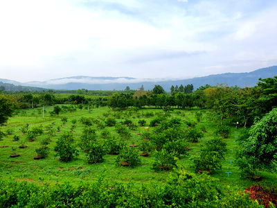 ที่ดิน บ่อทอง ชลบุรี : ที่ดิน 30.2 ไร่ ต.ธาตุทอง อ.บ่อทอง จ.ชลบุรี