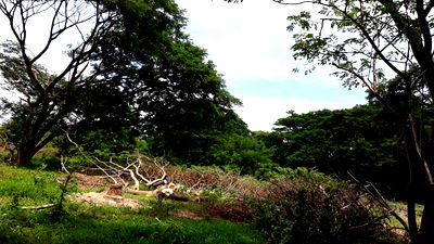 Land for sale Wiset Chaichan Angthong : Land for Sale (Filled Land) — located in Phai Cham Sin , Wiset Chai Chan Ang Thong  with a total area of 14 rai, 3 ngan, and 42 square wah