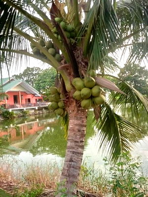 บ้านเดี่ยวให้เช่า : ให้เช่า บ้านชั้นเดียว เล่นระดับ 50ตรว. วิวบึงน้ำ อยู่อ.บางเลน นครปฐม ใกล้วัดเกาะแรต