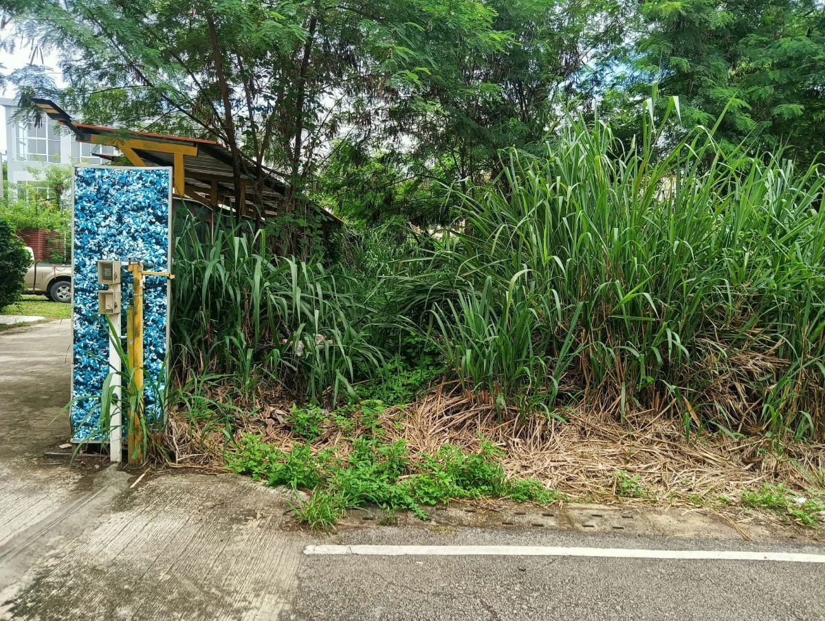 รูป ขายที่ดินตำบลแม่เหียะติดถนนคอนกรีตพร้อมโอน - รูปที่ 5/5