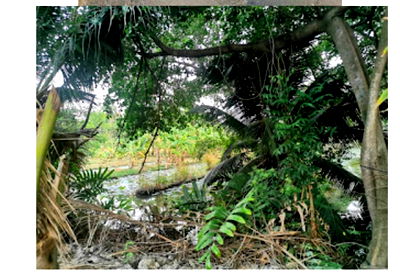 ที่ดิน เขตบางขุนเทียน : ที่ดินใจกลางเมือง ติดหมู่บ้านแลนด์แอนด์เฮ้าส์ขายถูกมากๆก่อนปรับราคา