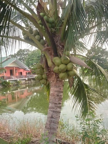 รูป ให้เช่า บ้านชั้นเดียว เล่นระดับ 50ตรว. วิวบึงน้ำ อยู่อ.บางเลน นครปฐม ใกล้วัดเกาะแรต - รูปที่ 1/8