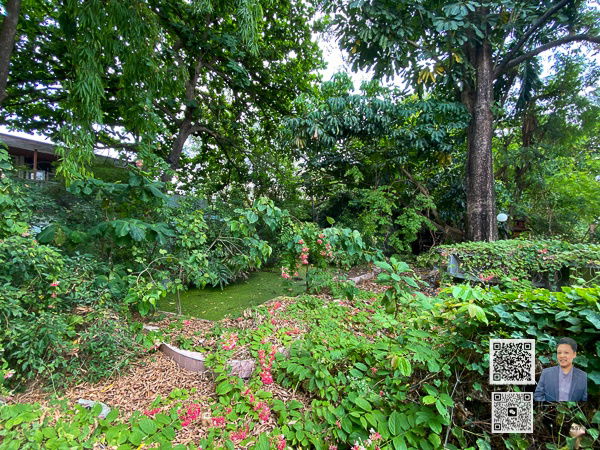 picture House + Land for Sale | Nearly Half Rai in Sukhumvit 71   Ideal for building a luxury multi-storey home - 7/12