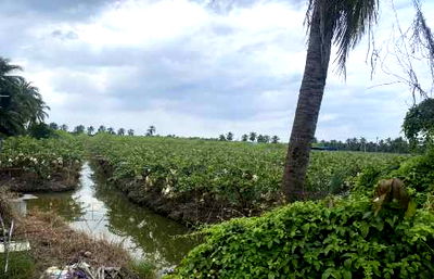 ที่ดิน สามพราน นครปฐม : ขาย ที่ดิน สวนสวย 19-3-86 ไร่ บางช้าง อ.สามพราน จ.นครปฐม เหมาะทำการเกษตร คลังเก็บสินค้า