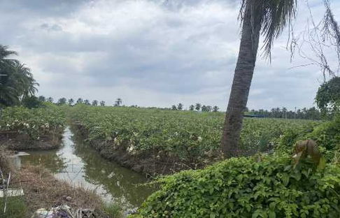 ขาย ที่ดิน สวนสวย 19-3-86 ไร่ บางช้าง อ.สามพราน จ.นครปฐม เหมาะทำการเกษตร คลังเก็บสินค้า