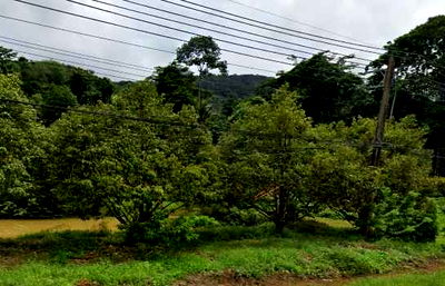 ที่ดิน เกาะช้าง ตราด : ขายที่ดิน แปลงสวย อ.เกาะช้าง จ.ตราด ขนาด 1-0-42 ไร่ ใกล้ท่าเทียบเรือเกาะช้าง
