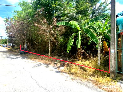 Land for sale Nong Sua Pathumthani : LAND for sale  Bung Bon Nong Sua Pathumthani