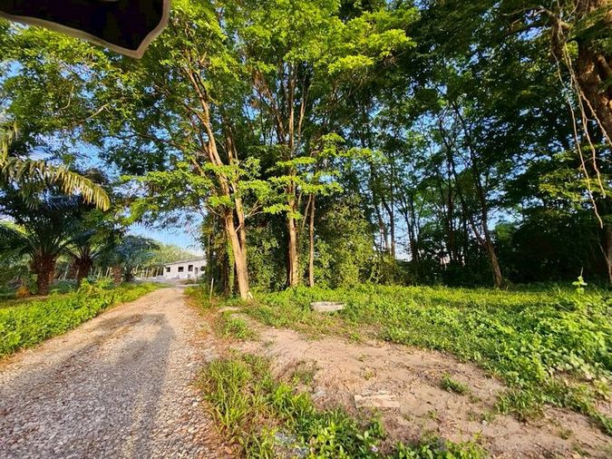 ขายที่ดินเปล่า พร้อมต้นประดู่ ใกล้ทะเลหาดแม่รำพึง ต.ตะพง อ.เมือง จ.ระยอง