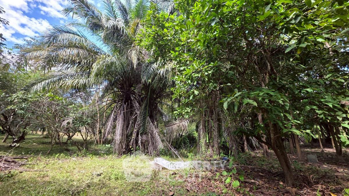 picture 5,764 m² Land for Sale in Mae Raem (ID 2390692) - 7/13