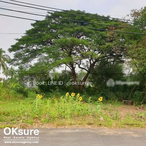ขายที่ดิน 200 ตร.ว. เขตบางแค